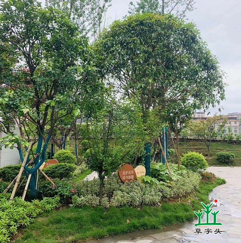 湖南草字頭生態(tài)環(huán)境建設有限公司,人造草坪假草皮,湖南雨水收集處理工藝